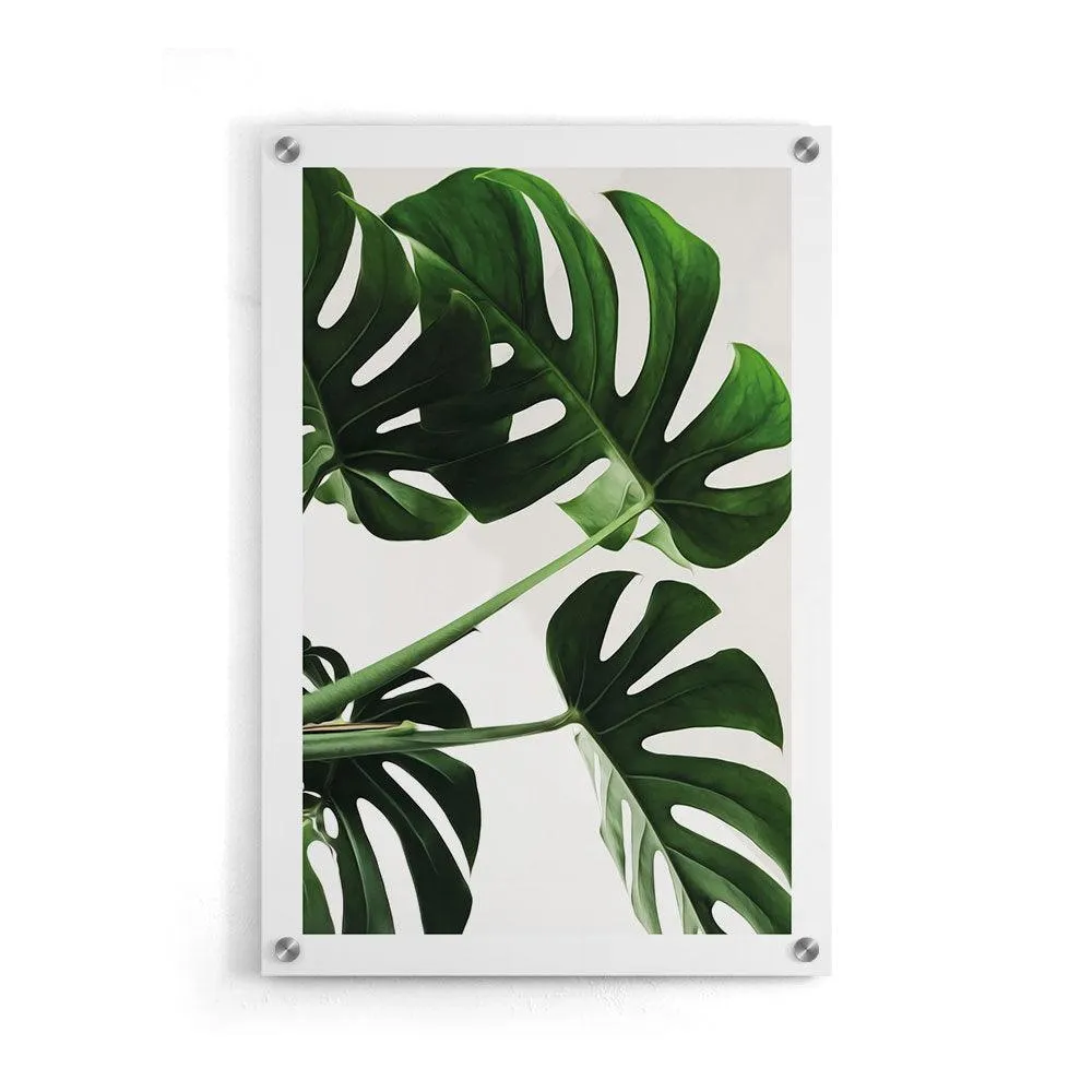 Monstera Leaves