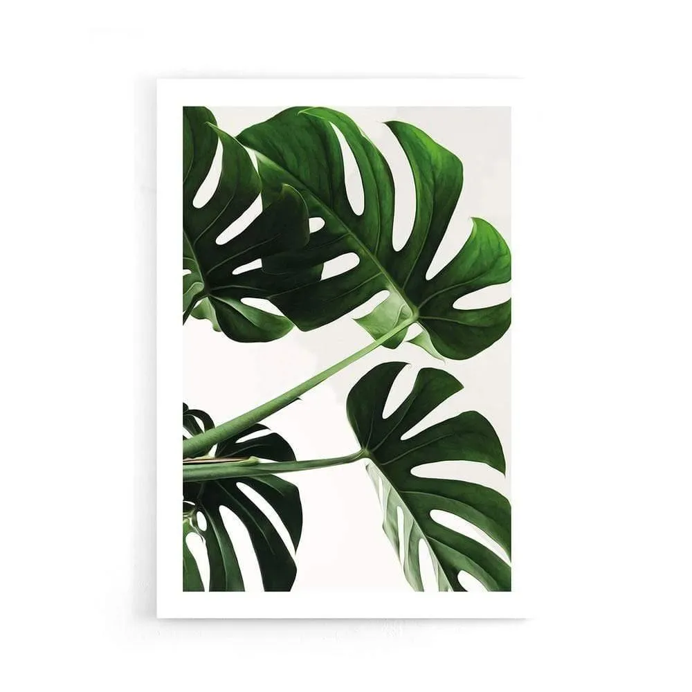 Monstera Leaves