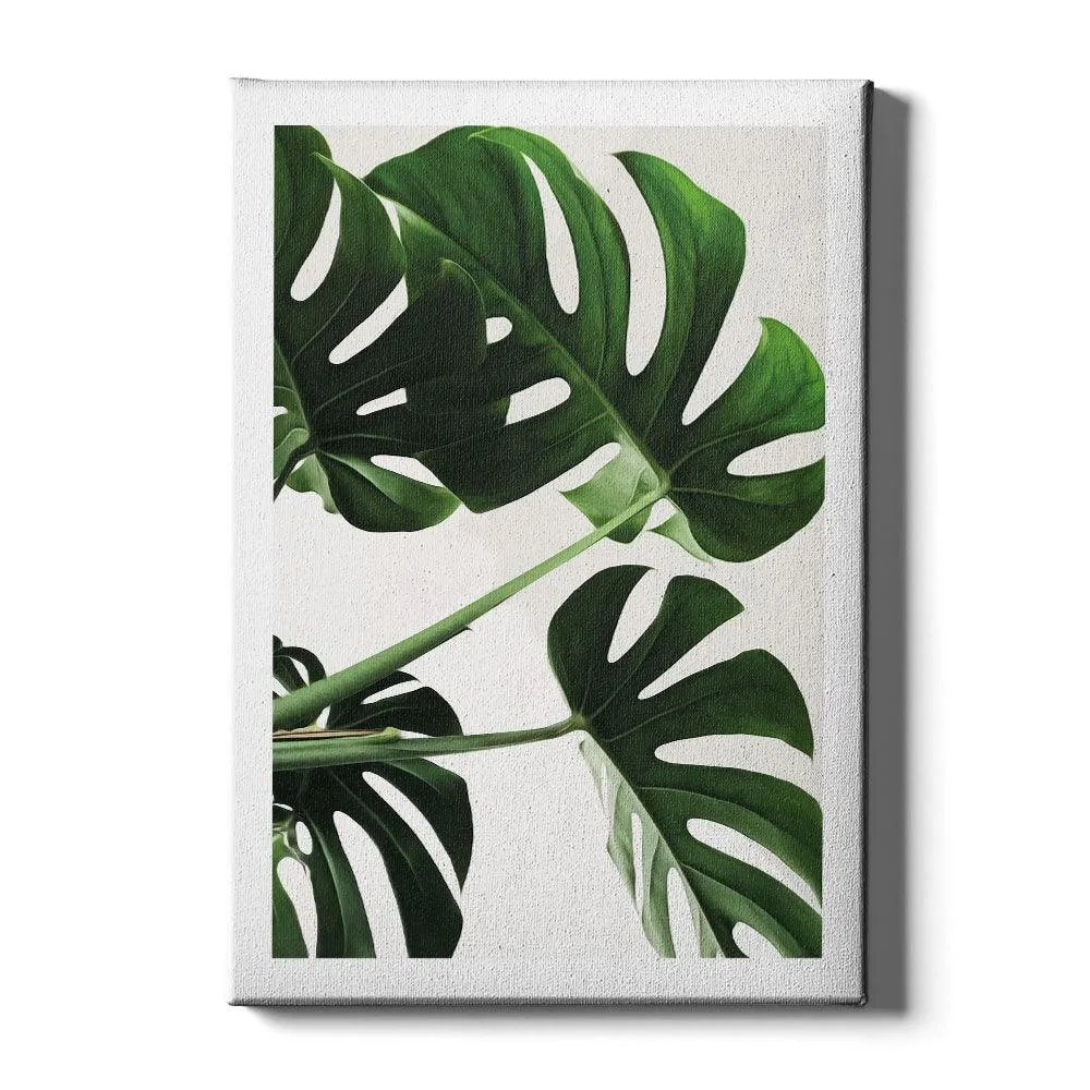 Monstera Leaves