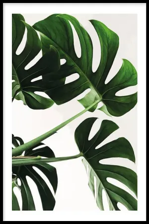 Monstera Leaves